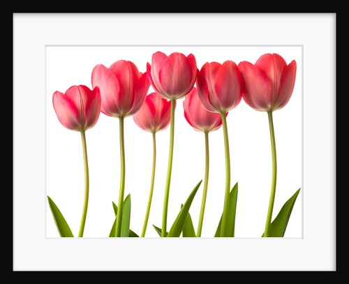 Growing Tulips by Assaf Frank